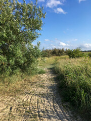 path in the scrub to the beach