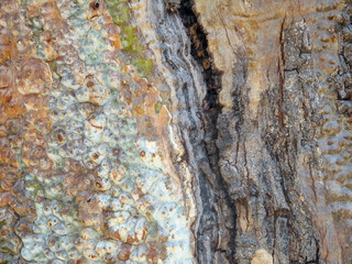 close up of bark on tree