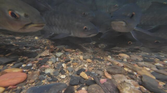 Soro brook carp fish in the waterfall