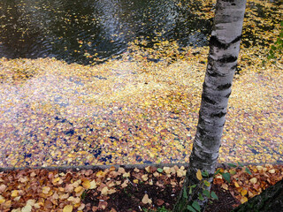 autumn leaves on the ground