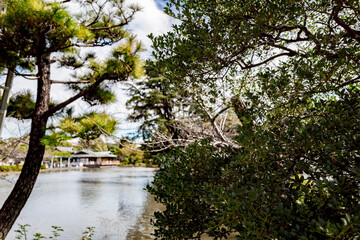 Serene Pond Surrounded by Lush Greenery in a Japanese Garden