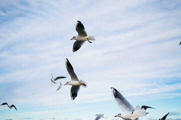 the seagulls and pigeons on the seashore in winter