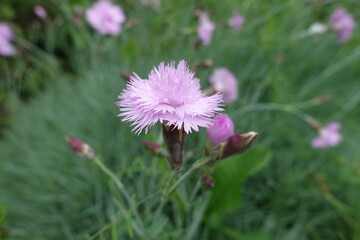 Closeup of double light pink flower of Dianthus in June