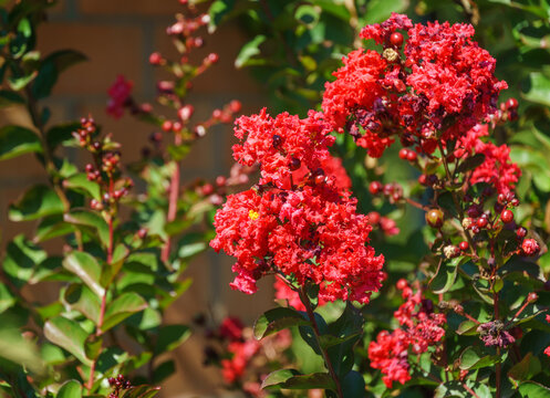 Fototapeta Lagerstroemia indica in blossom. Beautiful bright red flowers with red berries on Сrape myrtle tree on green background. Selective focus. Lyric motif for design.