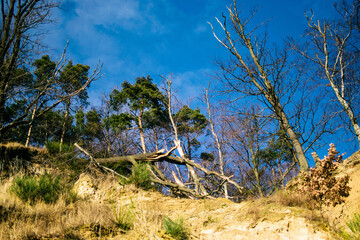 the trees on a cliff above the Baltic Sea in Gdynia on a winter day