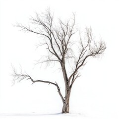 Dead tree isolated winter illustrated.