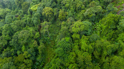 Carbon credit concept village in the lush green rain cloud and foggy cover tropical rain forest mountain during the rainy season..