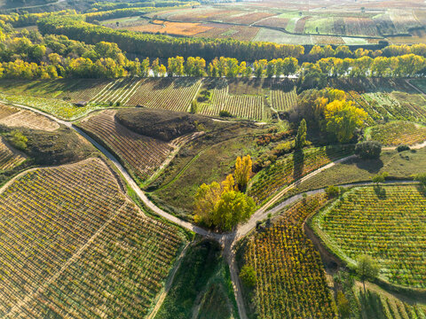 An intricate aerial view of a vibrant agricultural landscape with intersecting pathways throughout, surrounded by lush green fields and punctuated by golden autumn foliage.