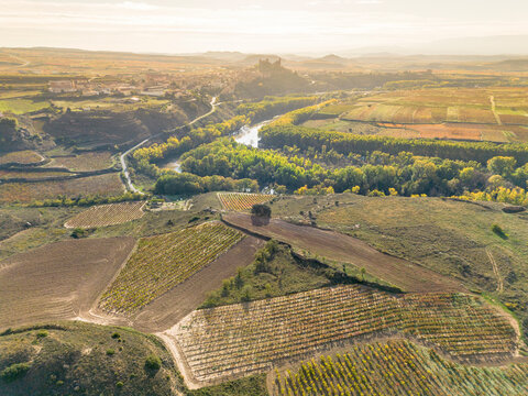 Aerial perspective showcases vast vineyard fields surrounding a tranquil river snaking through the landscape, highlighting the harmony between nature and agriculture.