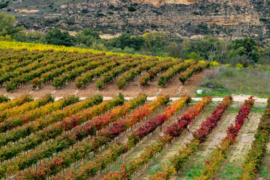 Rows of grapevines in a vineyard show a spectrum of autumn colors from rich reds to vibrant yellows, with a rugged hillside in the background emphasizing natural beauty.