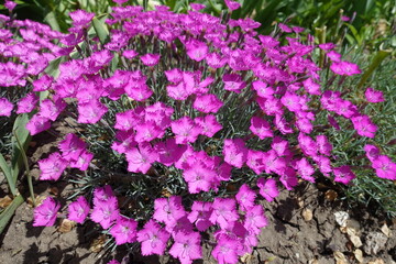 Fuchsia colored flowers of Dianthus gratianopolitanus La Bourboule in May