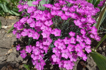 Group of magenta colored flowers of Dianthus gratianopolitanus La Bourboule in May