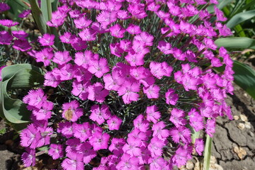 Magenta colored flowers of Dianthus gratianopolitanus La Bourboule in May