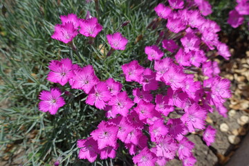 Vibrant magenta colored flowers of Dianthus gratianopolitanus La Bourboule in May
