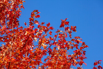 Ahorn (Acer ), buntes Herbstlaub an einem Baum, Deutschland