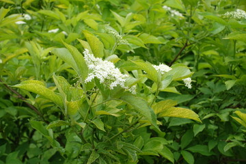 Yellow and green leaves and white flowers of golden elderberry in mid June