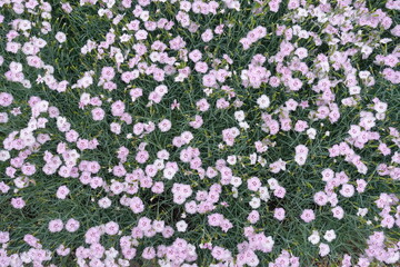 Background - numerous light pink flowers of Dianthus plumarius in June
