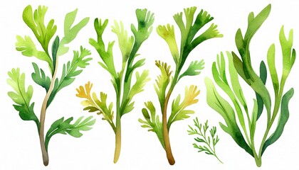 Vibrant watercolor seaweed collection: green marine plant illustrations