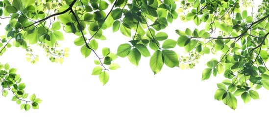 Green Tree Branches and Leaves on White Background
