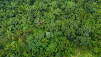 Naklejka premium Carbon credit concept village in the lush green rain cloud and foggy cover tropical rain forest mountain during the rainy season..