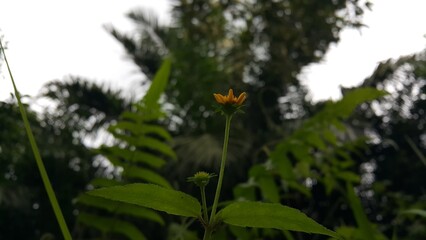 Unblown Wollastonia biflora flower background.