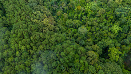 Naklejka premium Carbon credit concept village in the lush green rain cloud and foggy cover tropical rain forest mountain during the rainy season..