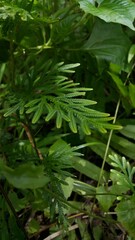 Phacelia tanacetifolia Benth plant leaf texture background. Photo taken on the mountain.