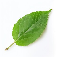Obraz premium Single Green Leaf on a White Background