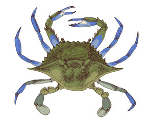 Blue Crab hand drawn vector illustration