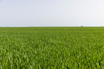 Fototapeta premium new growing crop of cereals in the spring season