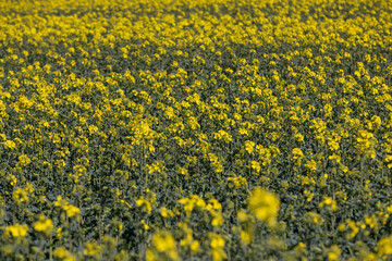 a monocultural field with rapeseed that begins to bloom
