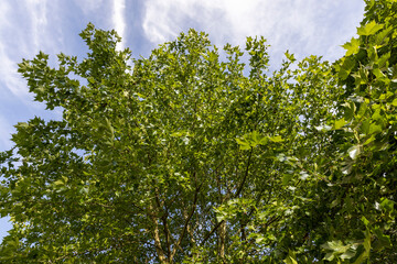 the green sycamore in windy but sunny weather