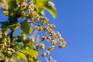 flowering gooseberry bushes in May against a blue sky background