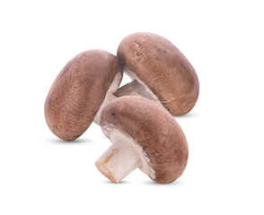 Fresh shiitake mushrooms on white background