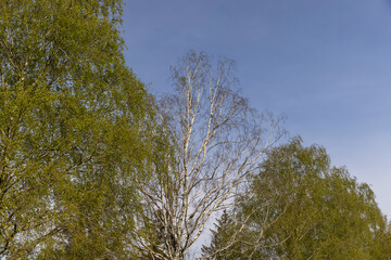 new green birch foliage in spring against a gray sky