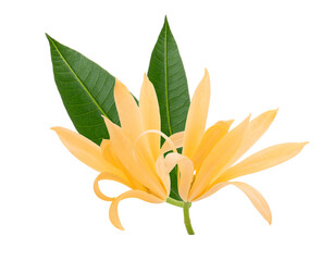 Champaka flowers isolated on a white background