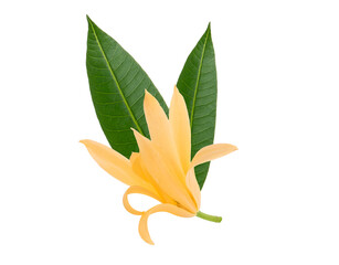 Champaka flowers isolated on a white background