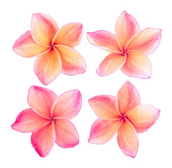 Plumeria flowers isolated on white background