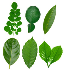 Leaves isolated on white background