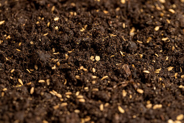seeds of one carrot variety sown in fertile soil