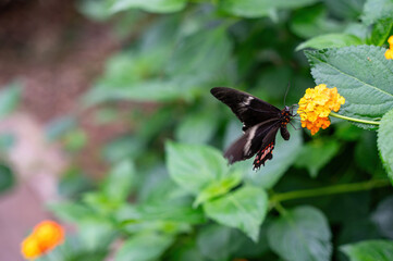Beautiful butterfly on a flower