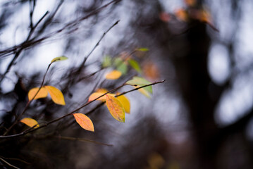 Autumn in the yrllow Forest