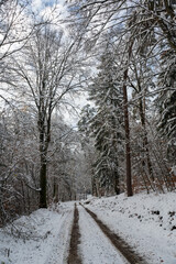 Field path in the forest with snow and blue sky