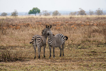 Fototapeta premium Zebra Herd in Serengeti's Yellow Grassland
