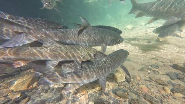 Soro brook carp fish in the waterfall