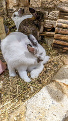 A white rabbit and a tortoiseshell rabbit