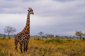 Majestic Giraffes in Their Natural Habitat on the African Plains