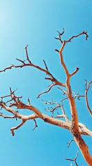 Fototapeta premium Bare Tree Branches Against a Blue Sky - Nature Photography