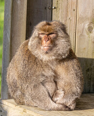 barbary macaque