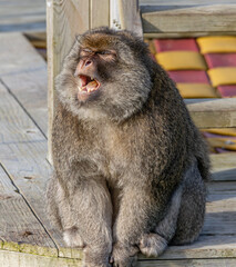 barbary macaque